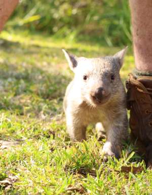 Orphaned wombat thumbnail