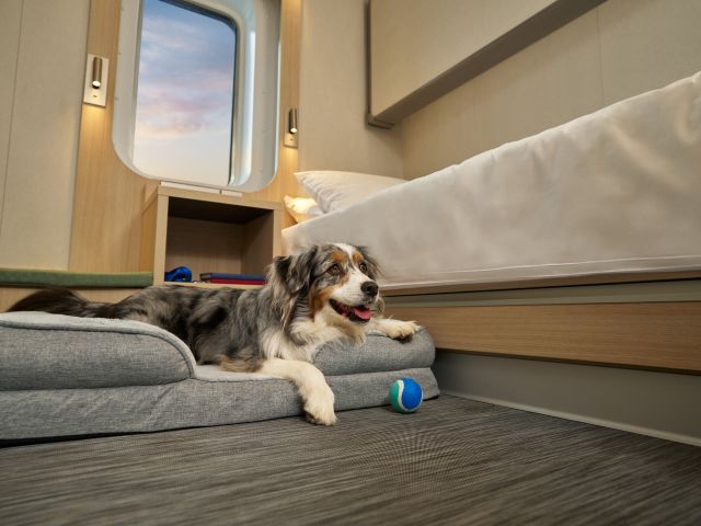 Dog inside new pet-friendly cabins on Spirit of Tasmania