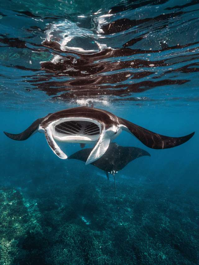 manta rays