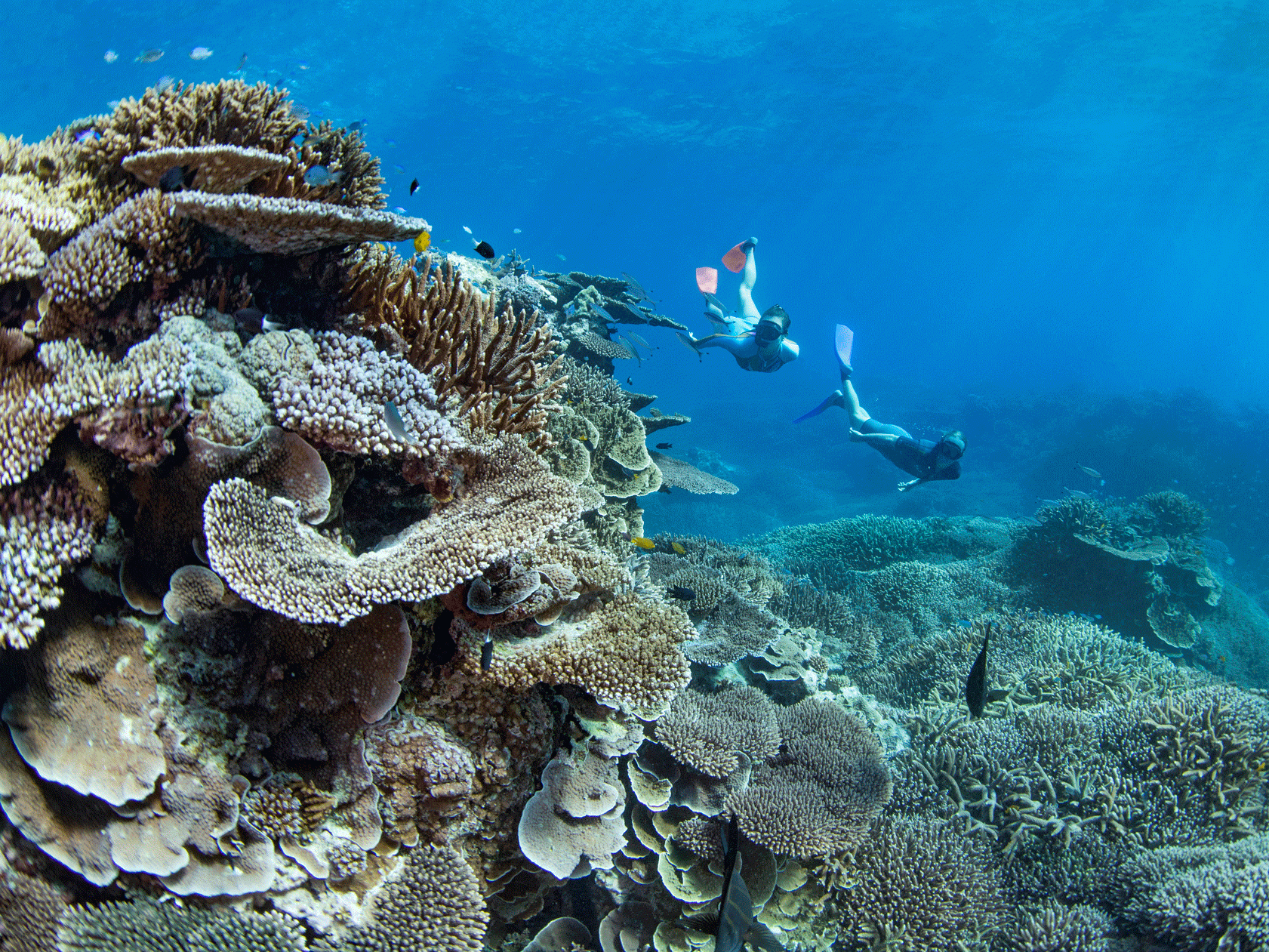 lady elliot island snorkelling