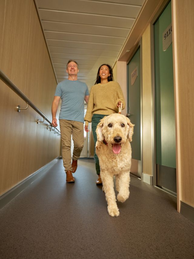 Dog being walked to cabin onboard Spirit of Tasmania