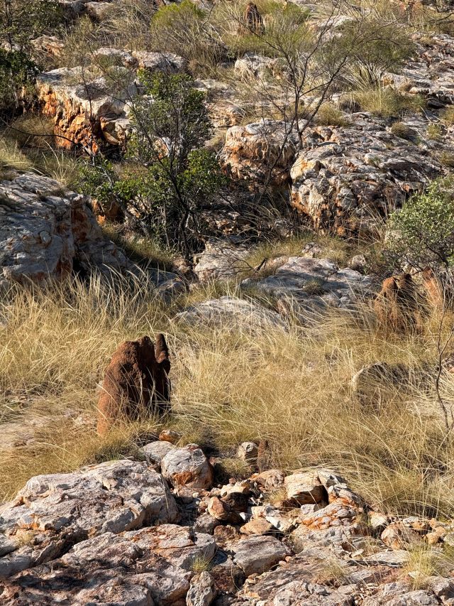 A termite mound