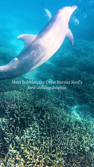 Meet Bubbles, the Great Barrier Reef’s food-stealing dolphin