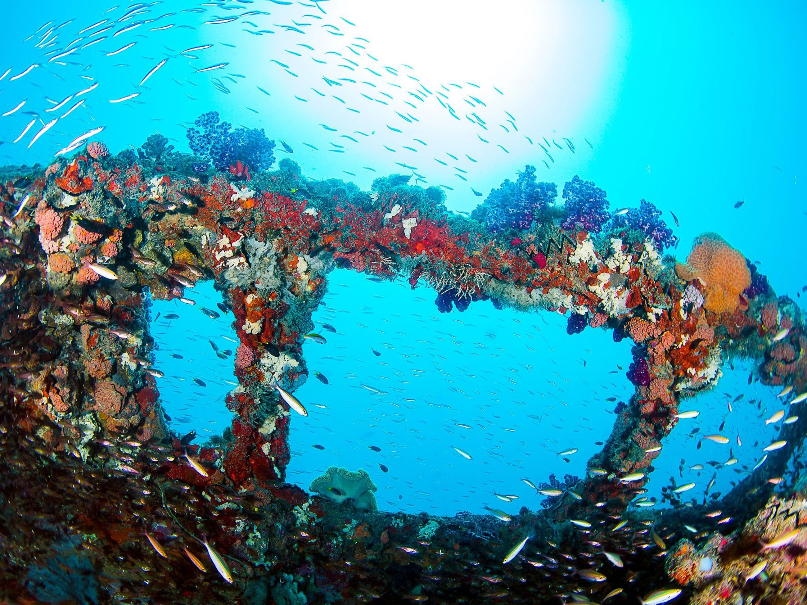 the shipwreck of SS Yongala, Magnetic Island