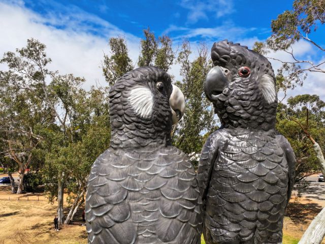The Big Carnabys in Moora, Western Australia