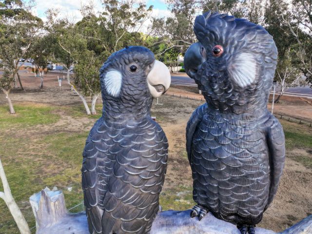 The Big Carnabys in Moora, Western Australia