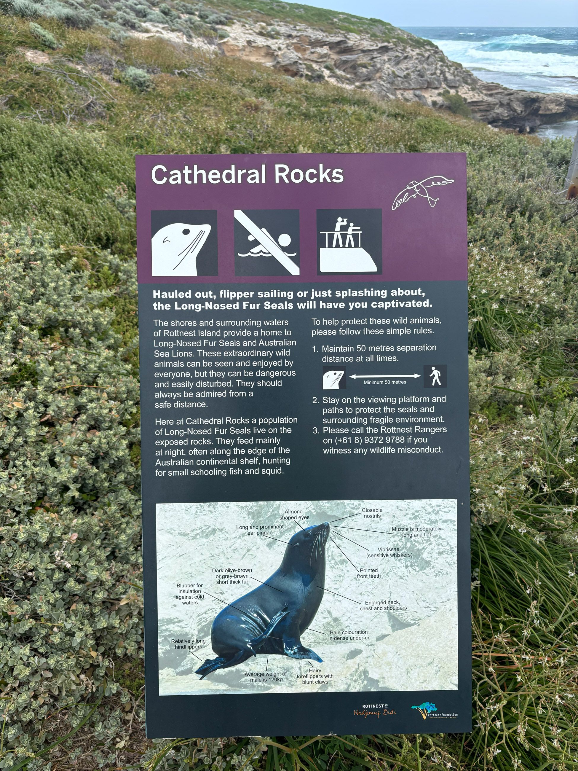 Sign warning how to behave around seals on Rottnest Island