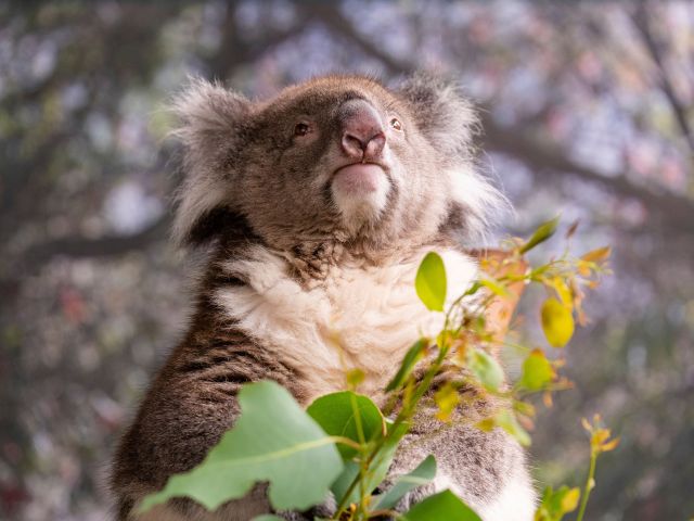 A close-up of a koala in its natural habitat.