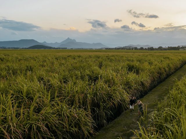 Couple exploring the sugar cane fields at sunset in Duranbah, Tweed