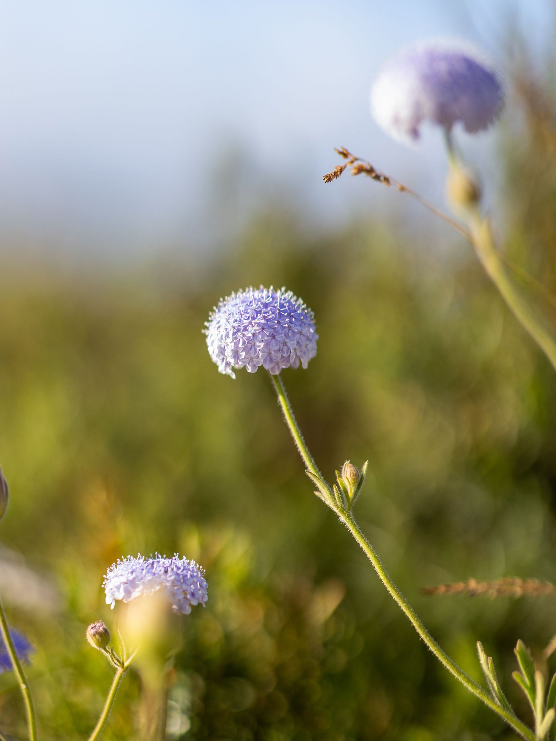Wadjemup Daisy
