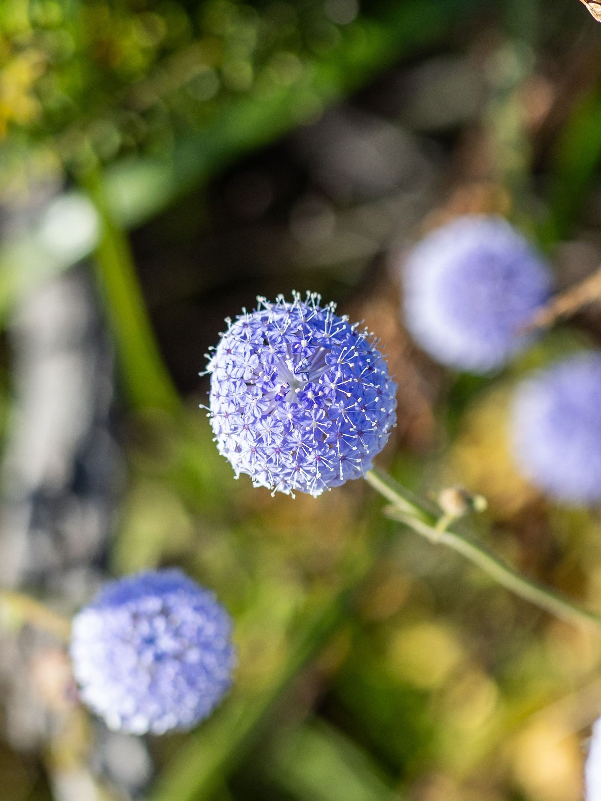 Wadjemup Daisy
