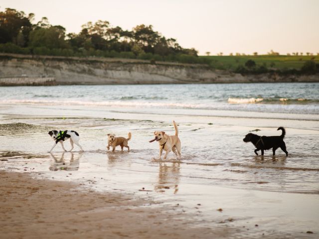 Dog-friendly beaches Australia