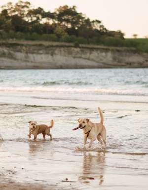 Sit, stay, swim: Australia’s best dog-friendly beaches revealed