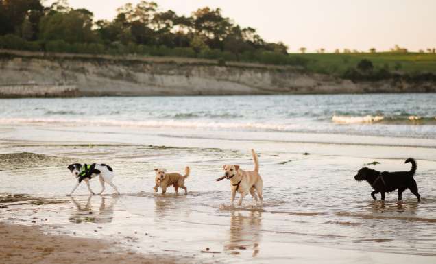 Sit, stay, swim: Australia’s best dog-friendly beaches revealed