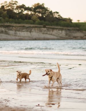 Sit, stay, swim: Australia’s best dog-friendly beaches revealed