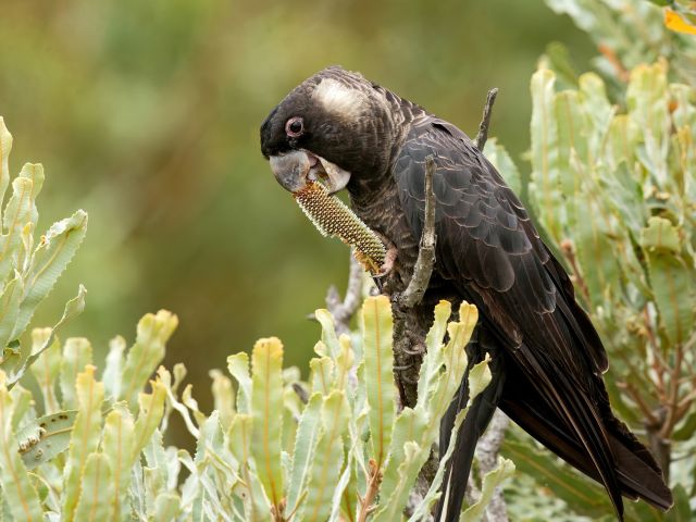 Carnaby's black cockatoo
