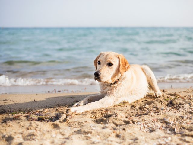 Dog-friendly beaches Australia