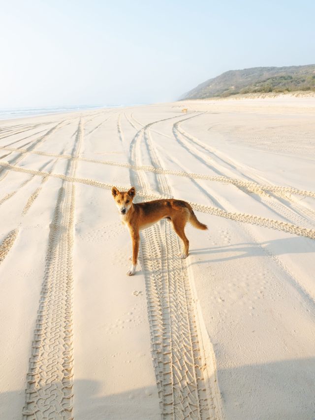 dingoes on k'gari