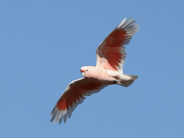 pink cockatoo
