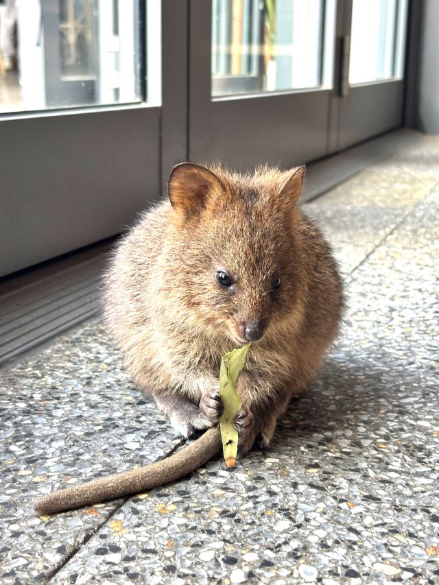 Quokkas Rottnest Island