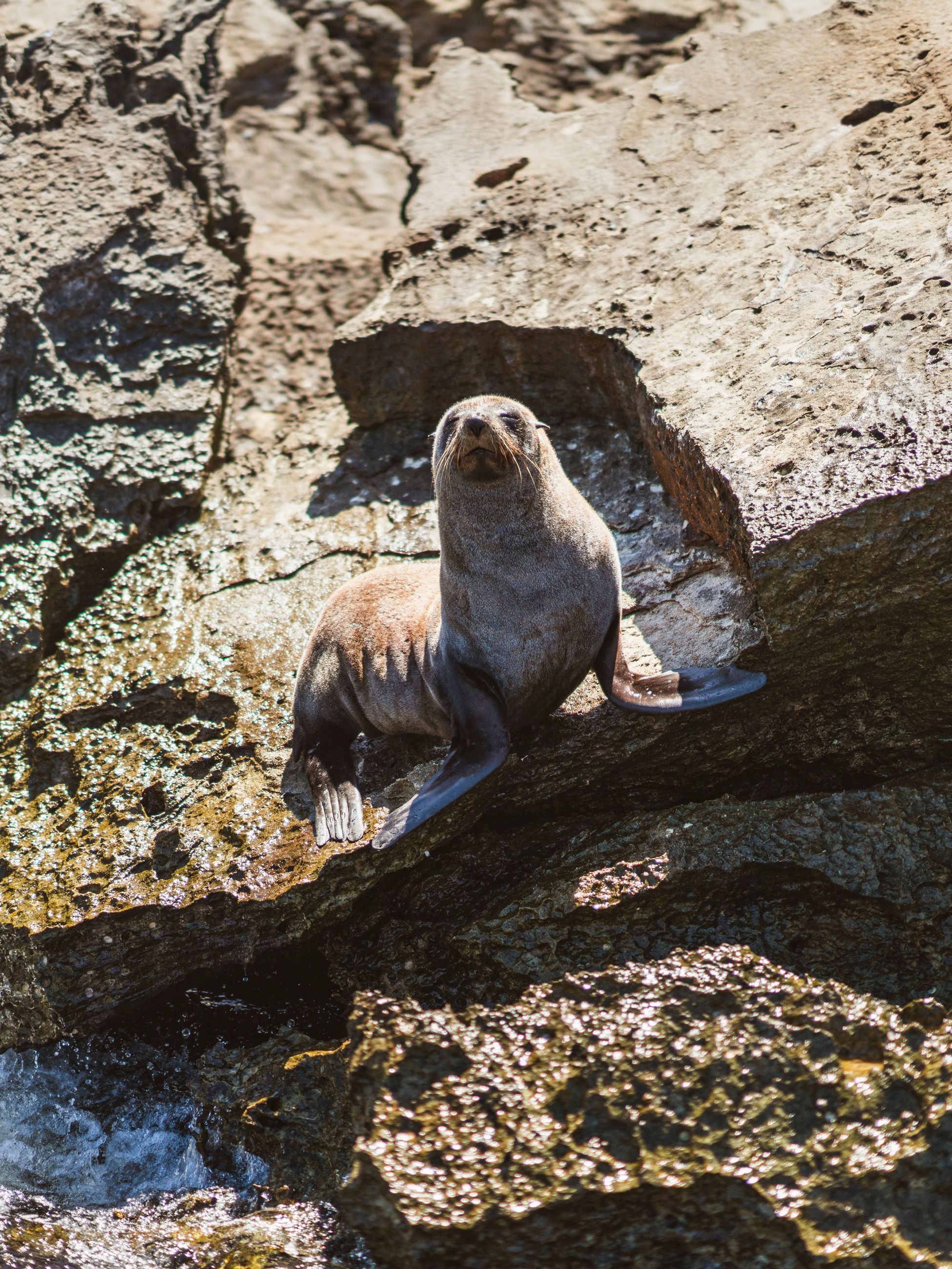 seals sunbathing at Cathedral Rocks