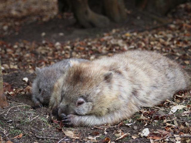 Wombats on Maria Island, Tasmania