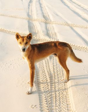 dingoes on k'gari