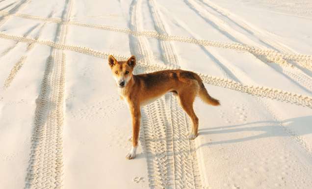 dingoes on k'gari